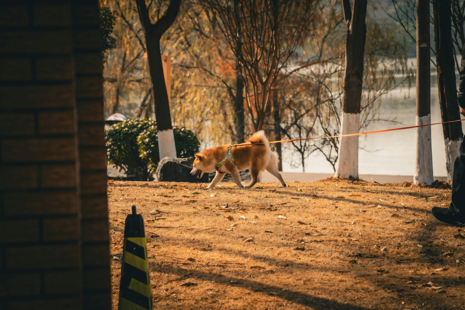 Dog Grooming in Gilroy: How to Build a Routine That Keeps Your Dog Comfortable Year-Round